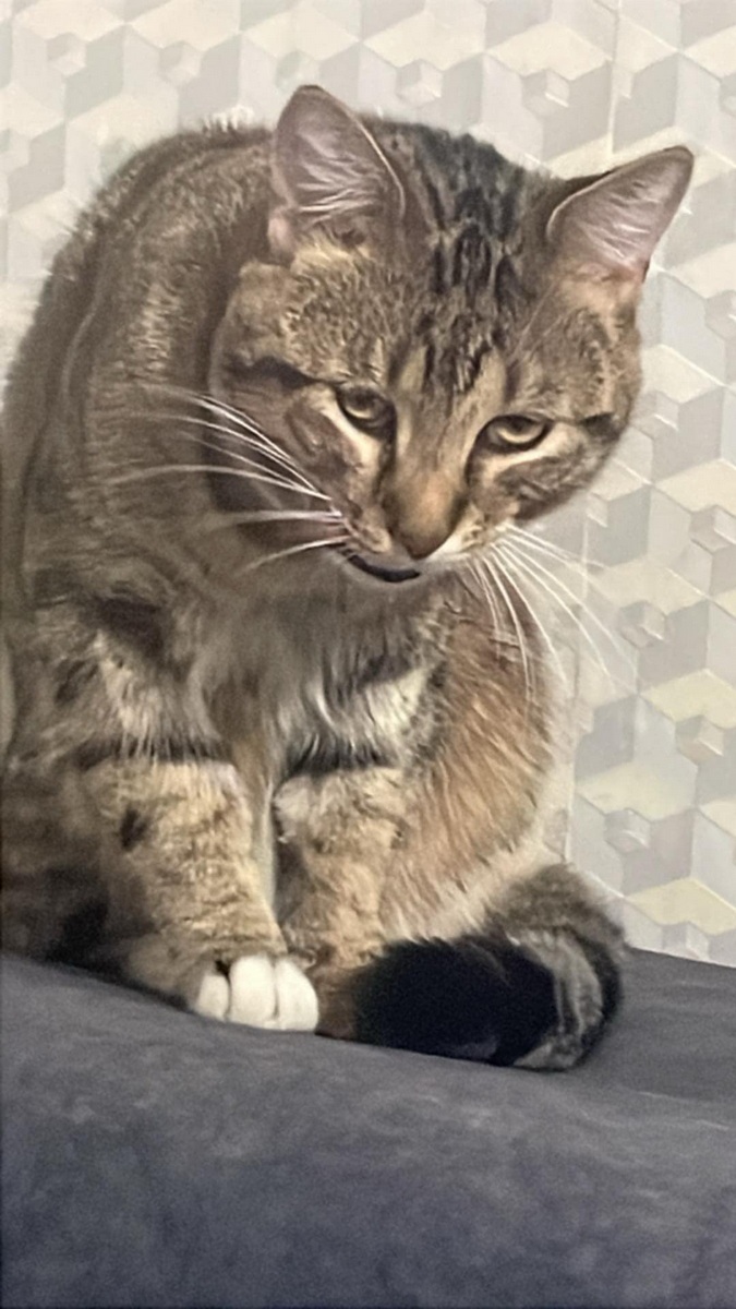 catday-25-16