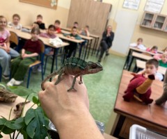 image_50448385