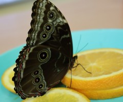 IMG_7609